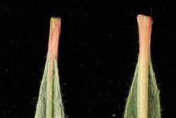 Salix exigua. Leaf base and petiole
 Image: D. Glenny © Landcare Research 2020 CC BY 4.0